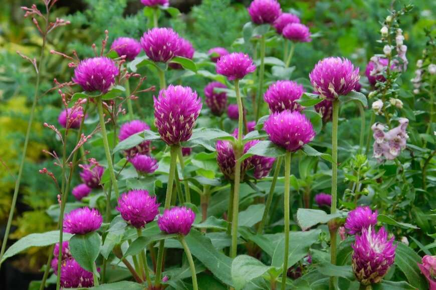 Almubaroq/shutterstock.com