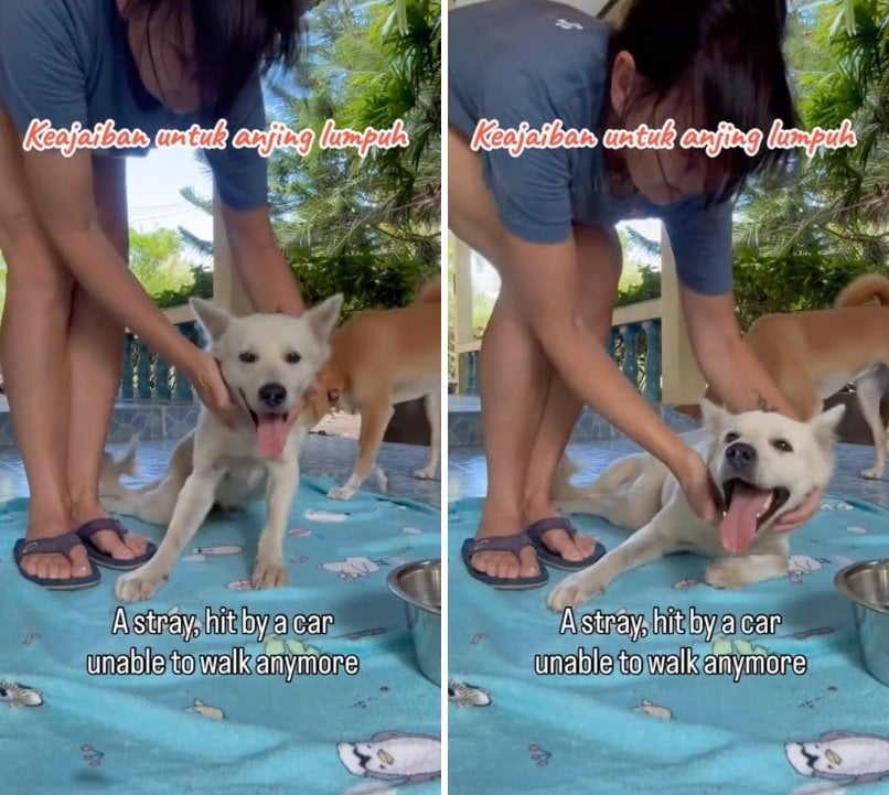 出所：<u><a href="https://www.tiktok.com/@jambidoglover/video/7654465976326475016" target="_blank">@jambidoglover</a></u>
