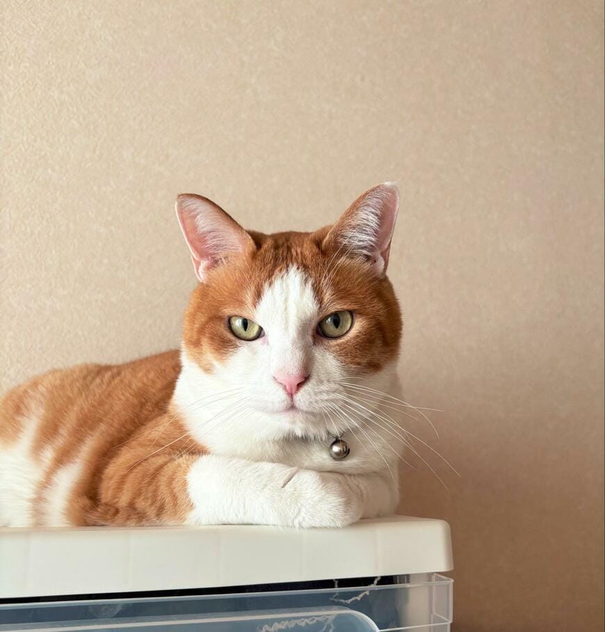 【話題】美猫が見せた「おやつが欲しい」ポーズが可愛すぎる！胸キュンする人が続出