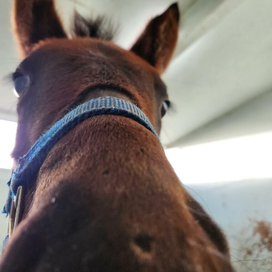 出所：白井牧場ツイッターアカウント