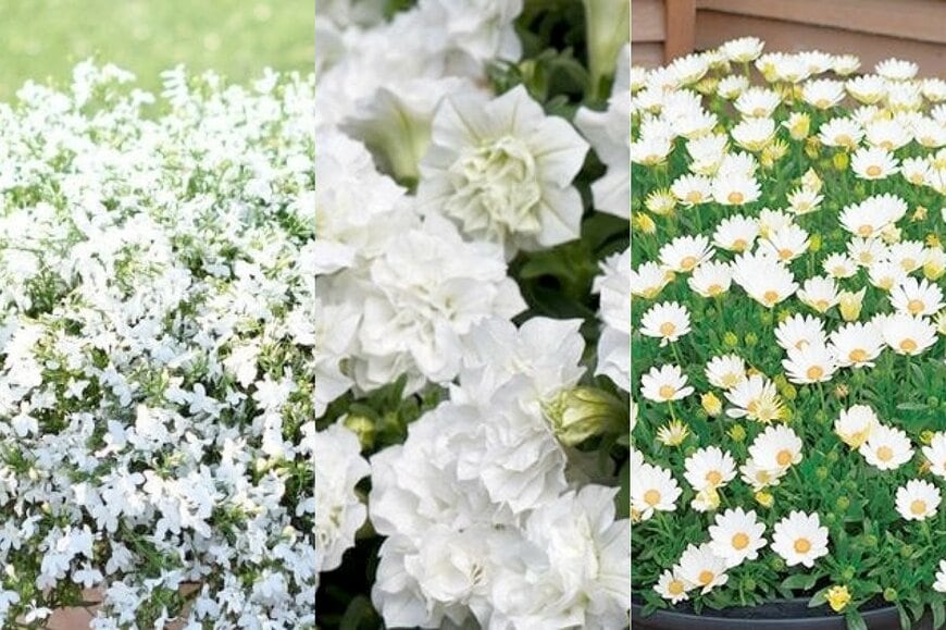 華やかな1株で雰囲気ガラリ！春「長く咲く白い花」3つ。フリル咲き、バイカラー、小さな花も。玄関先に、ホワイトガーデンに！