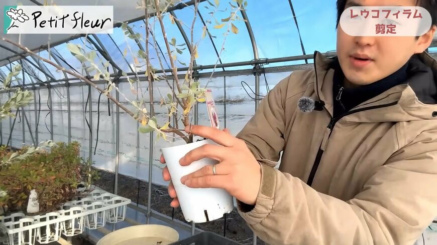 出所：@petit_fleur