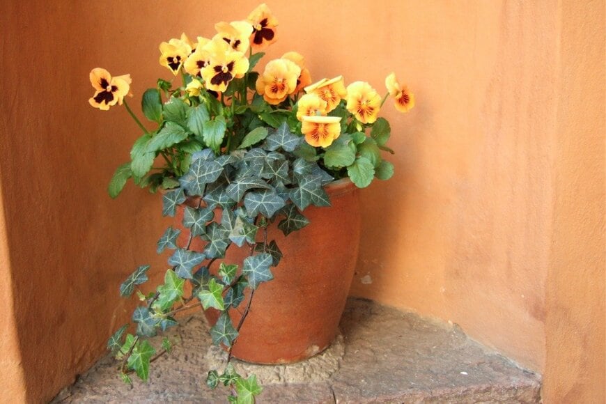 パンジー×ヘデラ　　LGronwall/istockphoto.com