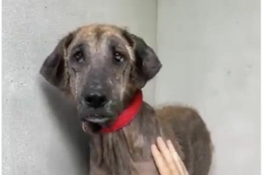 田舎で人に怯えながら育った繁殖犬　保護されて走り回る姿に感動の声「元気になった姿が美しい」