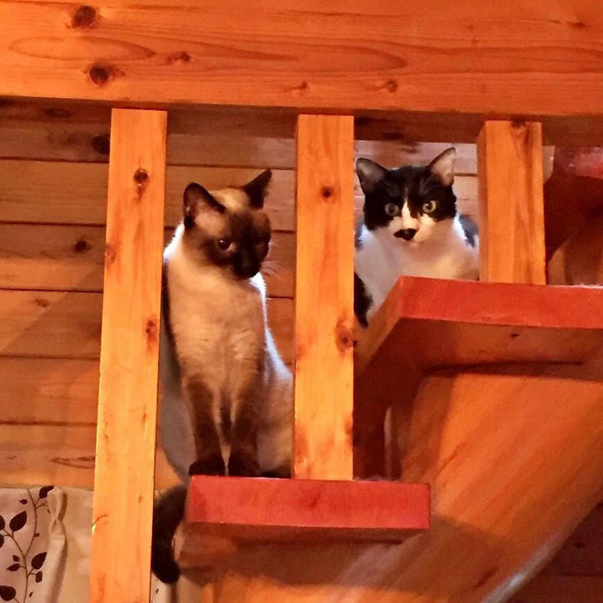 熊沢さん宅の階段で落ち着くライムとセプテンバー教授