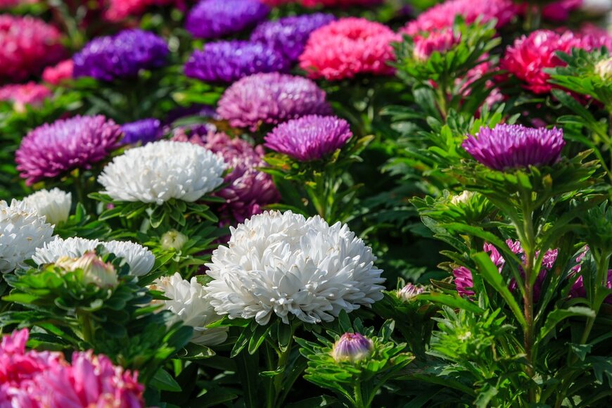 【ガーデニング】カラフルで鮮やかな一年草がオシャレ！夏の花壇や庭にオススメの花7選