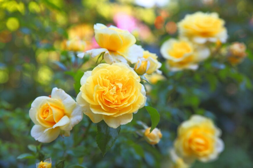 【ガーデニング】目指したいのは「バラ満開の庭」1～3月のお手入れ＆オススメのバラ5選