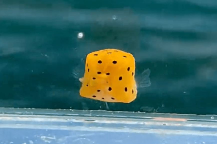 ヒレを高速でパタパタ　「ミナミハコフグ」の幼魚が泳ぐ姿がかわいいと話題