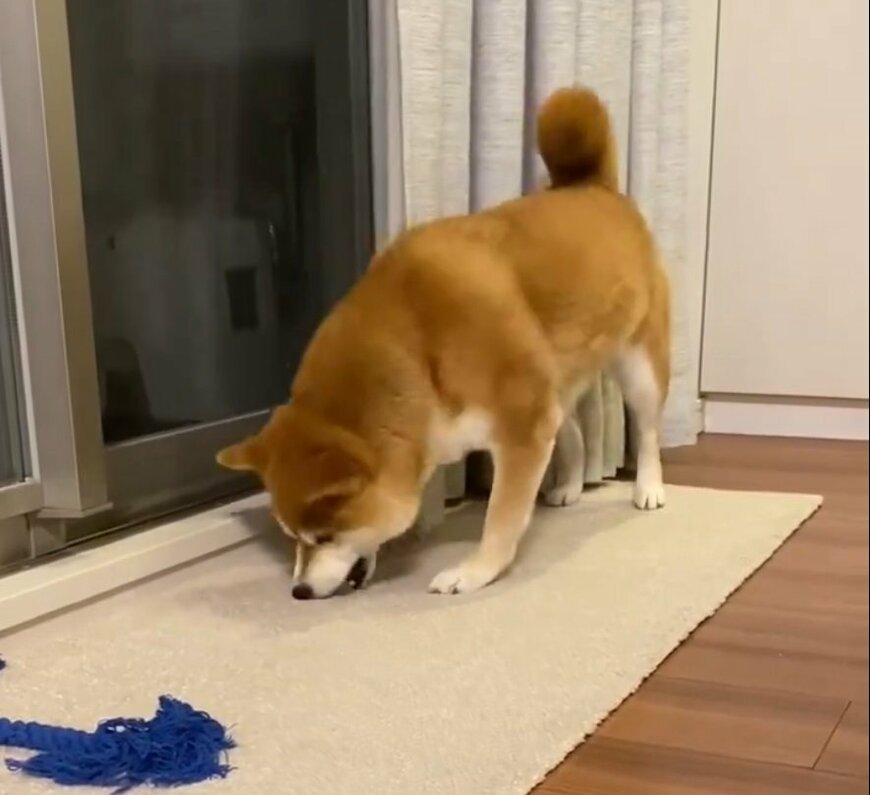 氷ツンツンする柴犬