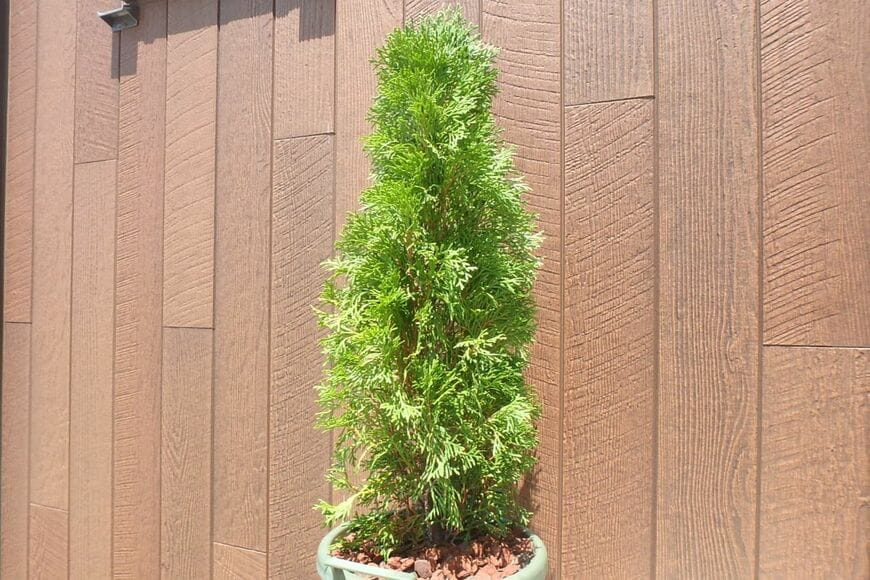 植木鉢に植えられた、グリーンコーン