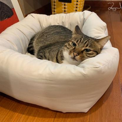 ニトリ、ペットベッド(Nホテル シカクGY)画像