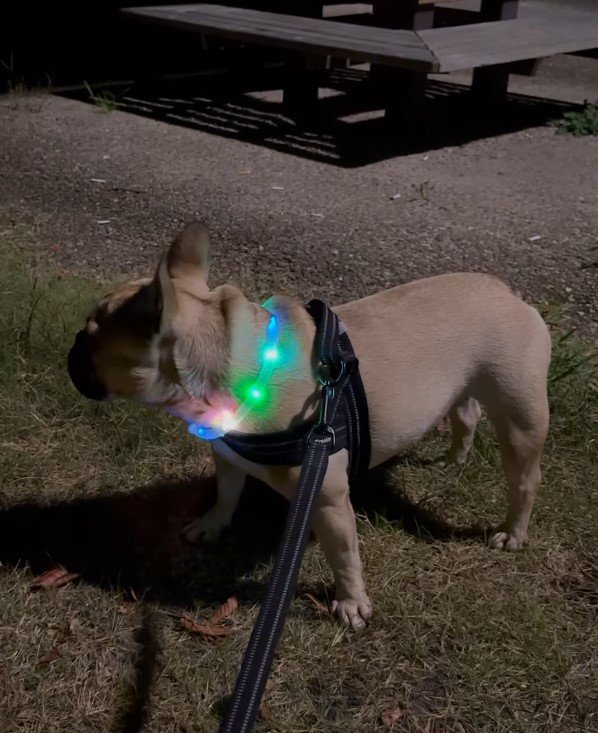 夜のお散歩をする犬