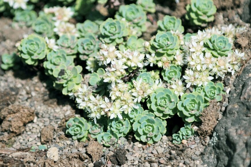 白い小花を咲かせている、多肉植物のセダム