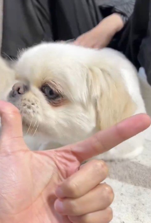 犬と飼い主の手