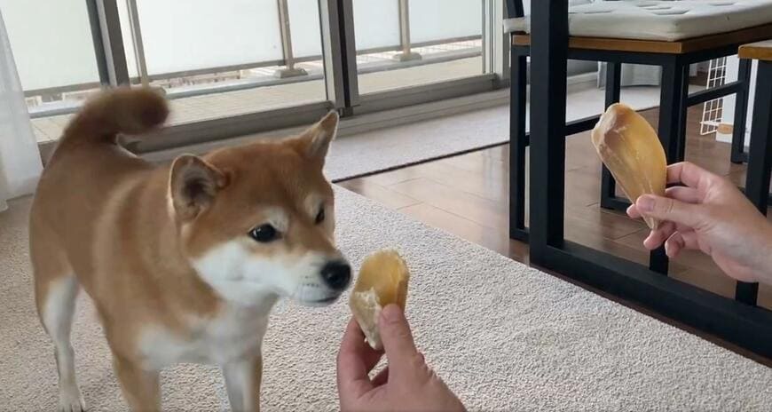 ヒヅメのにおいをかぐ犬