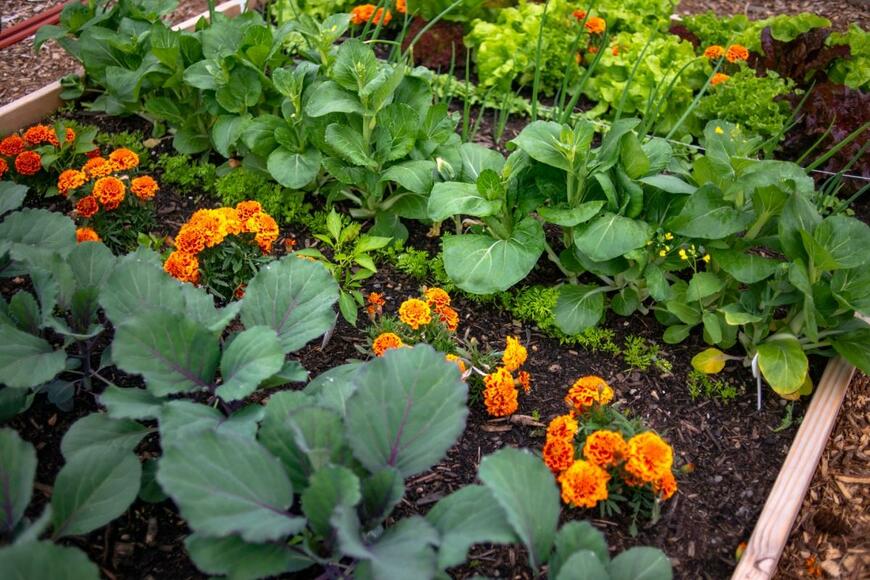 マリーゴールドの花と野菜。