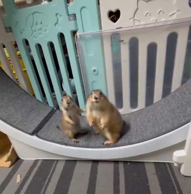 2匹のプレーリードッグ