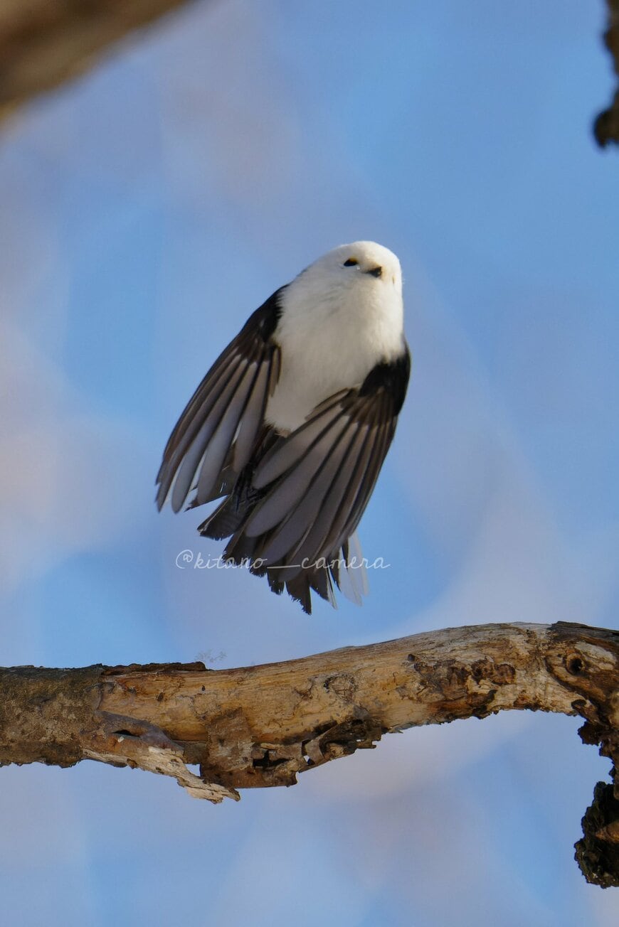 飛び立った直後のシマエナガ