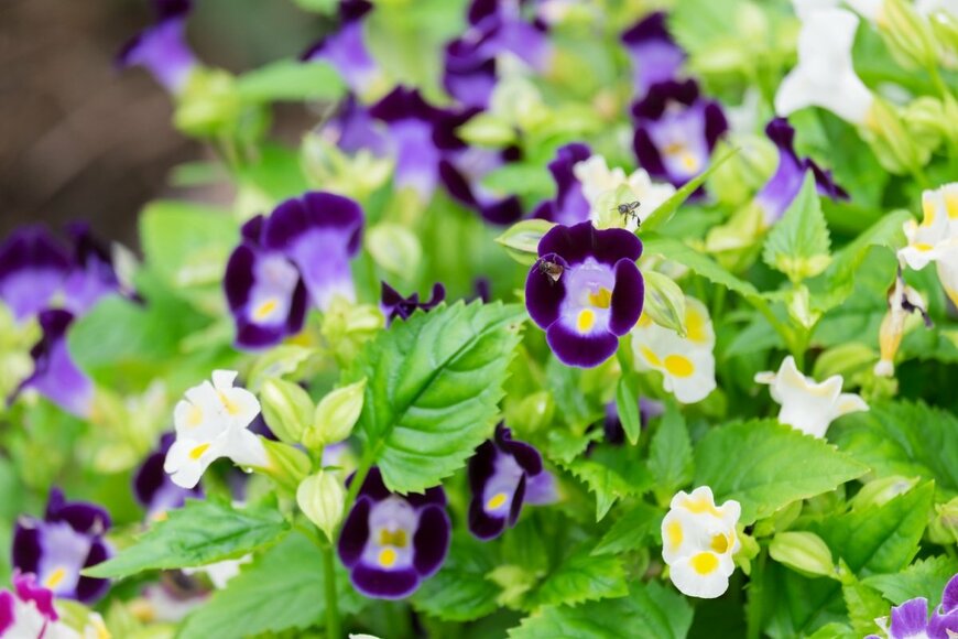 トレニアの花。色は紫と白