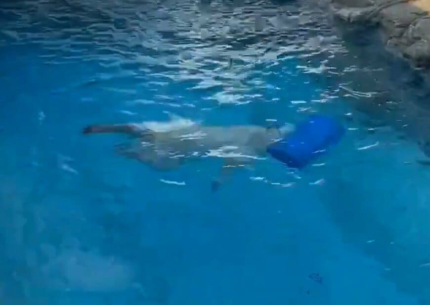 神戸市立王子動物園