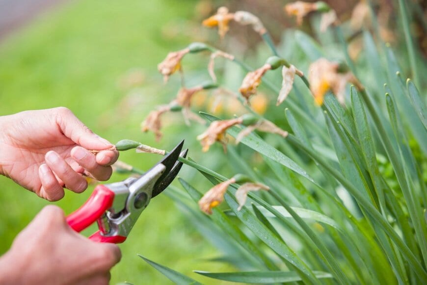 ハサミで花ガラ摘みをしている様子