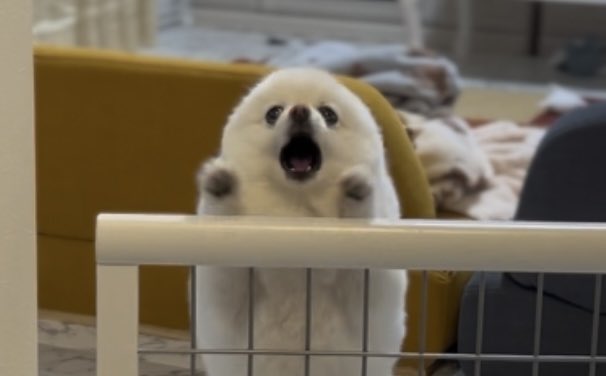 全力で吠える犬