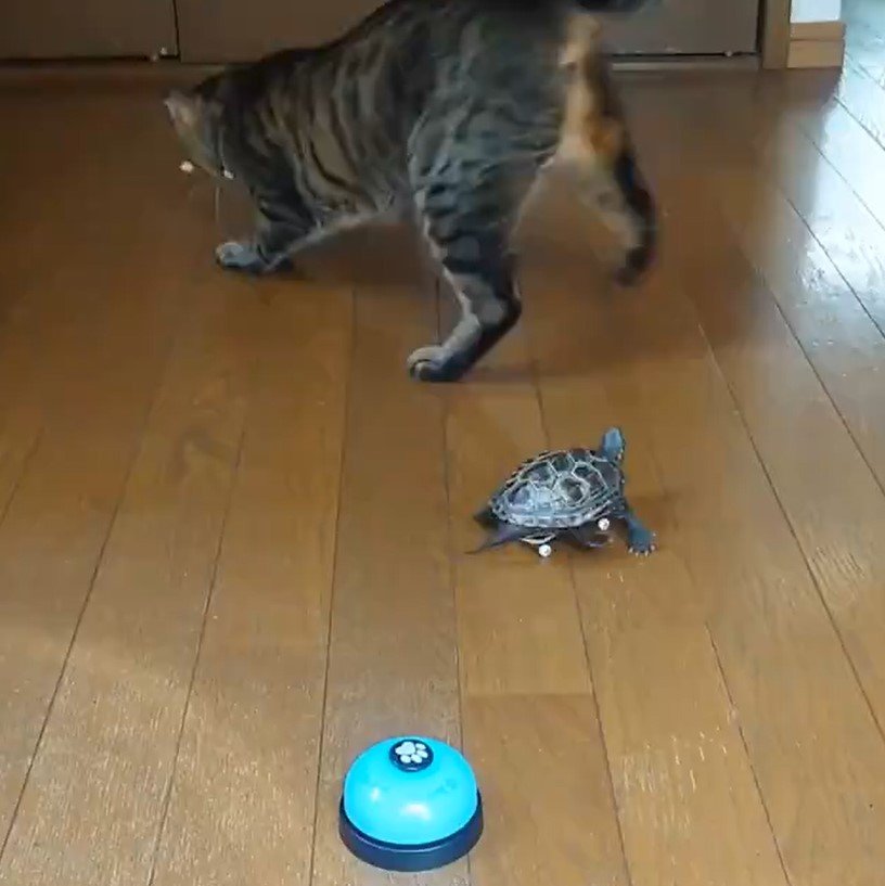 猫を追いかける亀