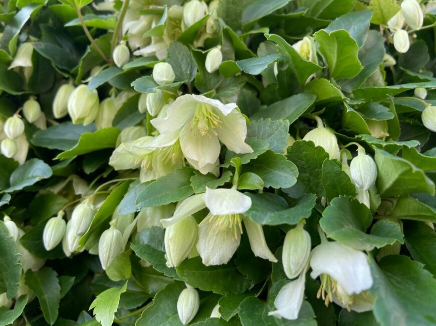 ベル型の白い花を下向きに咲かせている、冬咲きのクレマチス