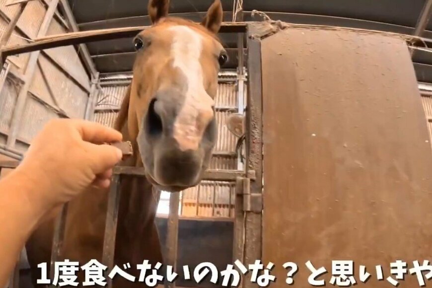 黒糖に興味を示す馬