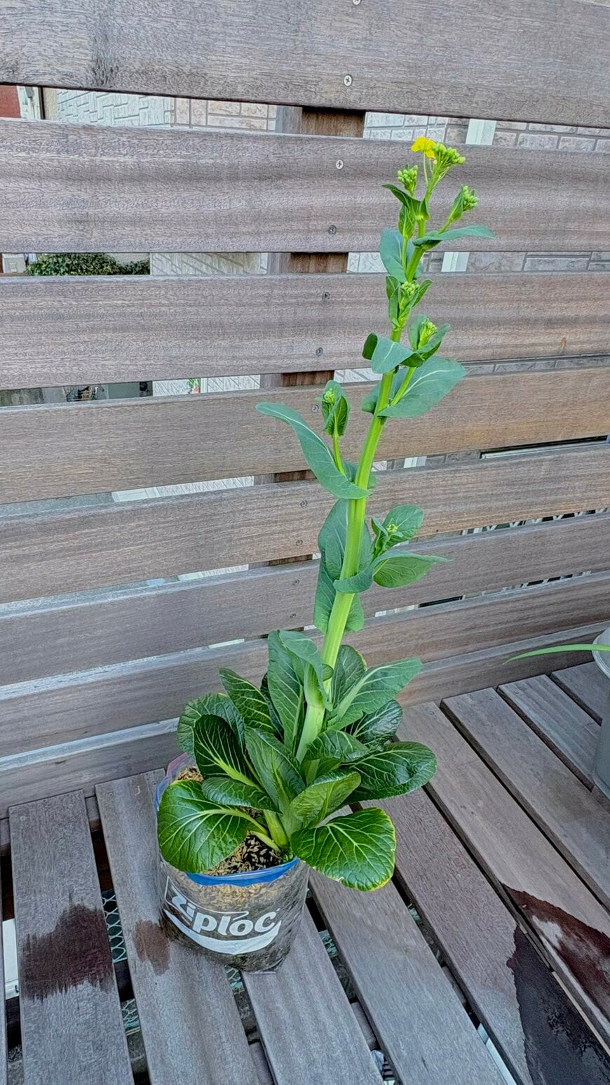 立派に成長した小松菜