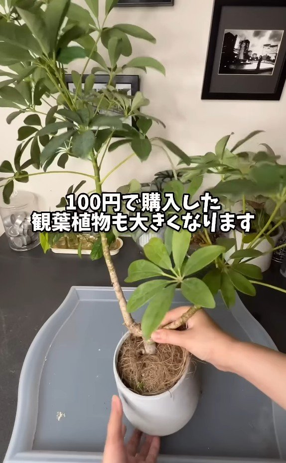 購入から5年後のシェフレラ・カポック