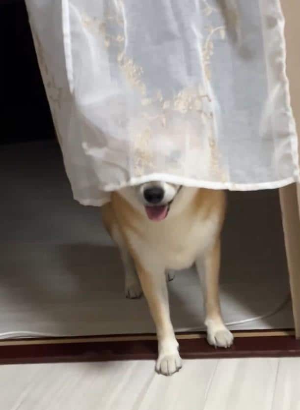 カーテン超しに飼い主を見る犬