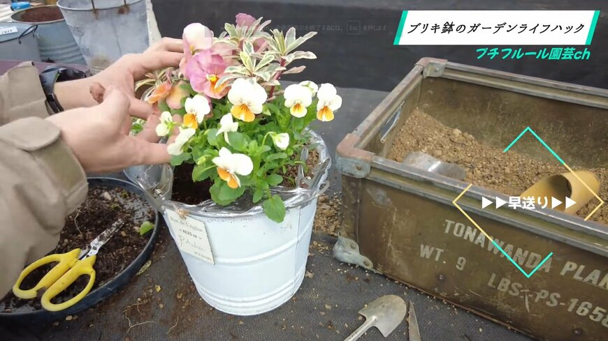 ブリキ鉢に寄せ植え