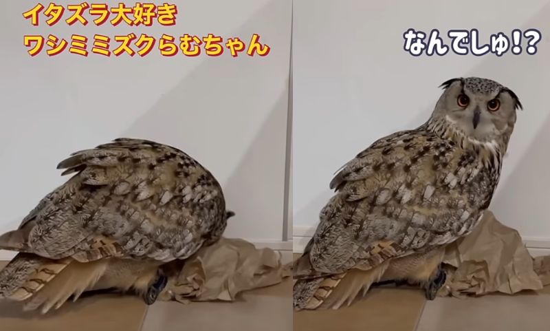 投稿動画のワンシーン