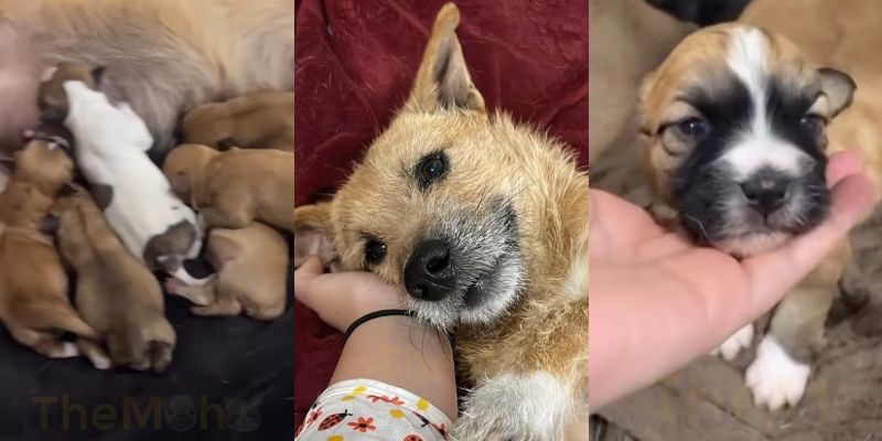 かわいらしい表情を見せる仔犬たち