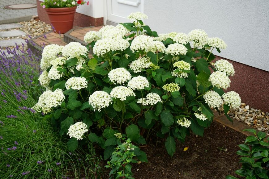 玄関先の花壇に植えられた、白いアナベル