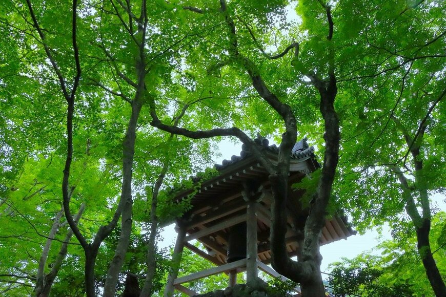 青紅葉が美しい常寂光寺