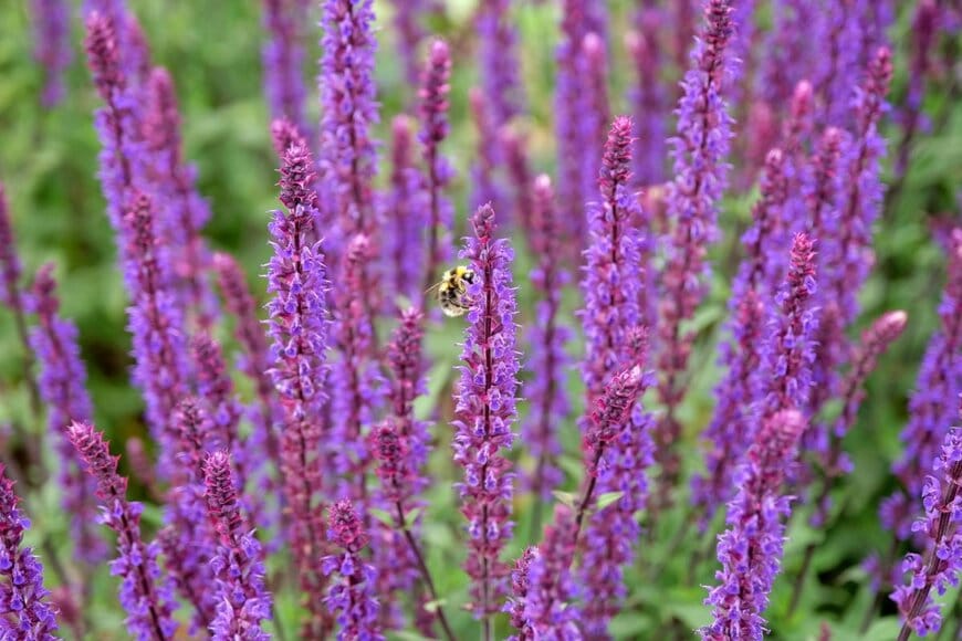 紫の穂状の花を咲かせている、サルビア・ネモローサ