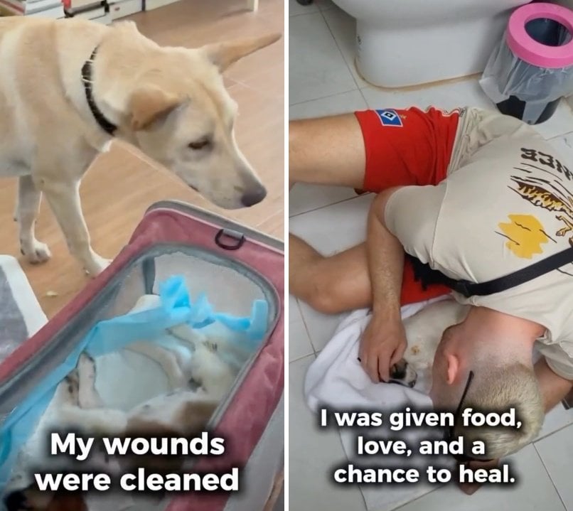 出所：<u><a href="https://www.instagram.com/p/DZ7p1cFPXkb/" target="_blank">@dog_and_cat_rescue_samui</a></u>
