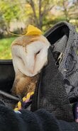フクロウさんが大きなイチョウの木の下でのんびり　バッグにすっぽり入った姿が「可愛すぎる！」と話題