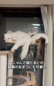 【ふわふわゆえに…】ハンモックで寝た結果？起きたときの猫ちゃんの意外な様子に思わず二度見