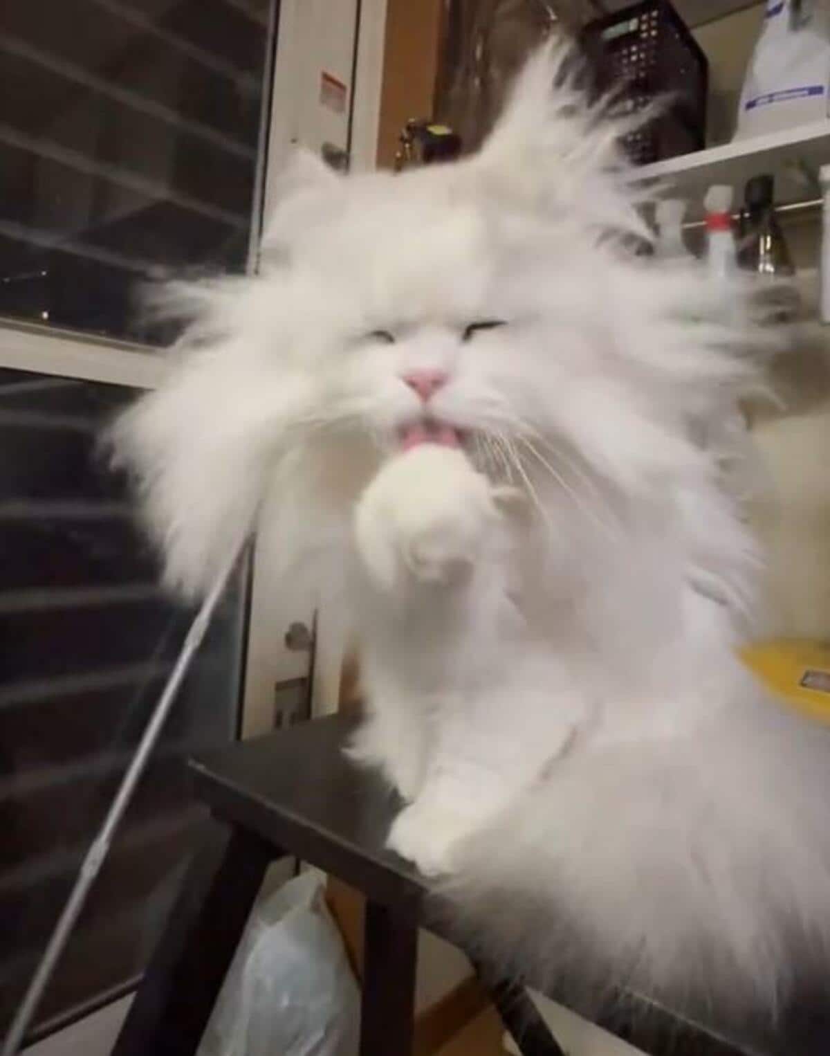 猫　毛づくろい 毛づくろい』が上手に出来ない子猫→先輩猫が抱き寄せて…まるで