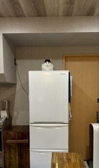 冷蔵庫の上に鎮座する「番人」　思わず笑ってしまう姿に4万いいね