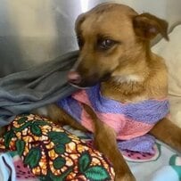 「突然歩けなくなった犬」熱心な治療で回復するも飼い主らしき人物と連絡が取れなくなり…逆境に負けずに明るく遊ぶ姿に感動