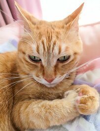 【喧嘩腰ポーズ】鋭い目つきで睨む猫ちゃんに思わず爆笑「勇ましい」の声も