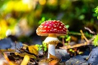 仙台で「菌友」にもらった「ベニテン笠」が話題　まさかのデザインに羨望の声