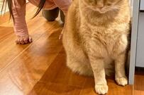 「来たか、お子様め…」背後に忍び寄る女の子　覚悟を決めた元保護猫さんが面白かわいい