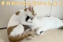 【感動】先住猫と保護猫がまるで兄弟のように…　思わずホッコリする光景に目頭が熱くなる