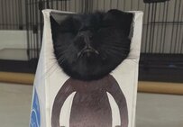 被り物をつけた猫ちゃんに思わずクスッ！まるで二足歩行に見える面白い姿に癒されます