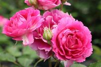 【バラ栽培歴30年ガーデナーいち押し】初めての栽培におすすめ《丈夫で育てやすいバラ》品種5選